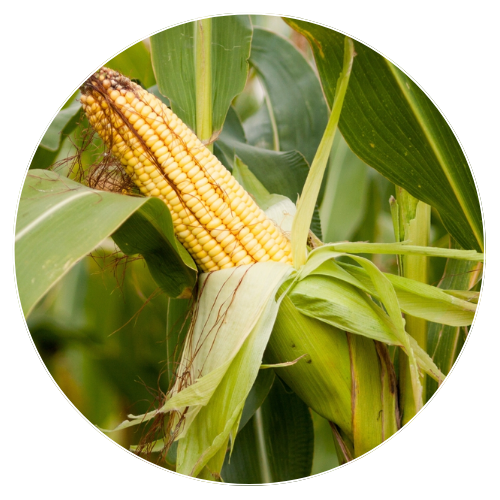 Corn Leaf