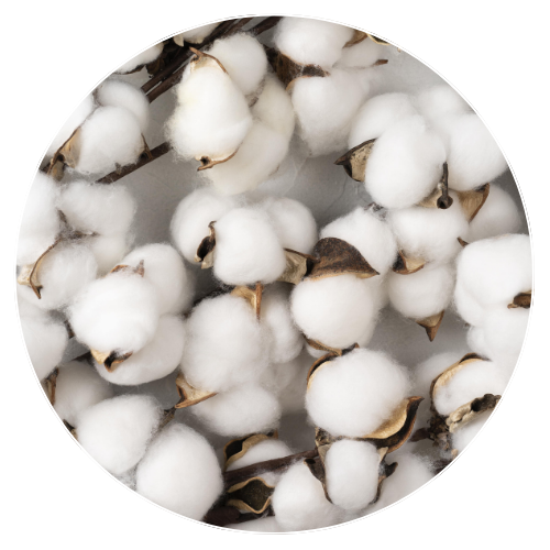 Cotton