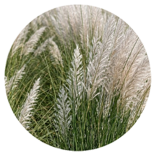 Rivergrass (Kaisha)