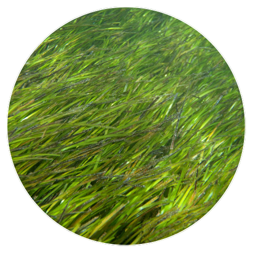 Seagrass