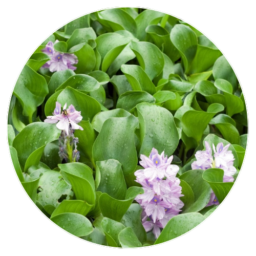 Water Hyacinth